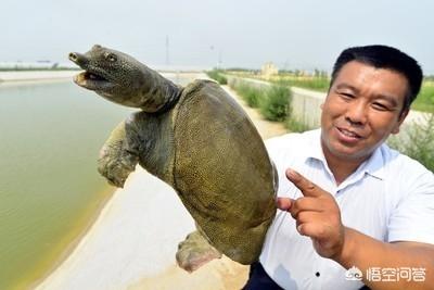 甲魚吃什么?甲魚吃什么東西能養活!