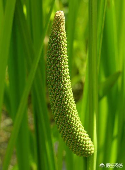 菖蒲图片 （菖蒲图片大全大图）