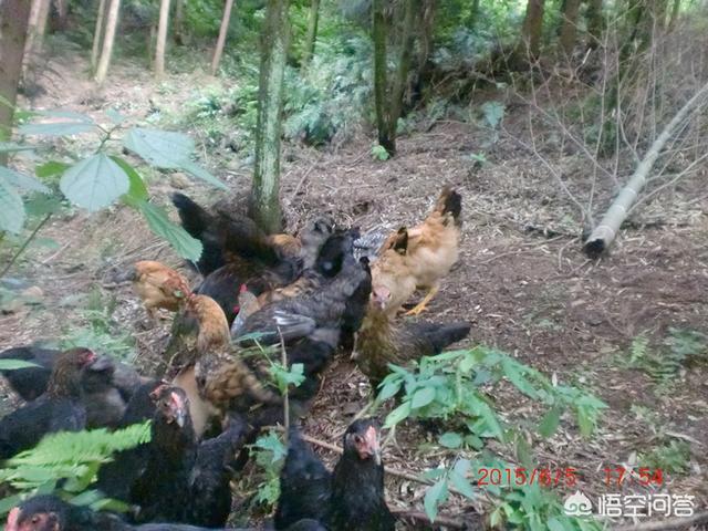林下养鸡一般养几个月出栏？