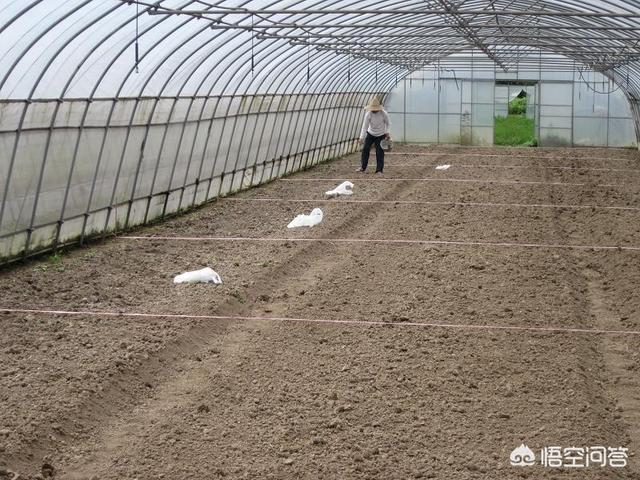 阳台种植西红柿硼肥多少,阳台种植西红柿硼肥多少合适