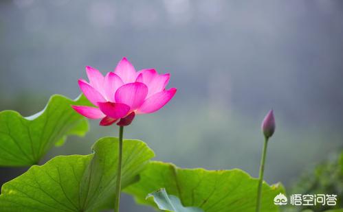 花卉有哪些结构?花卉有哪些结构组成!