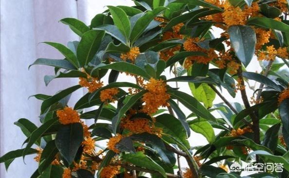 桂花树的养殖方法和注意事项