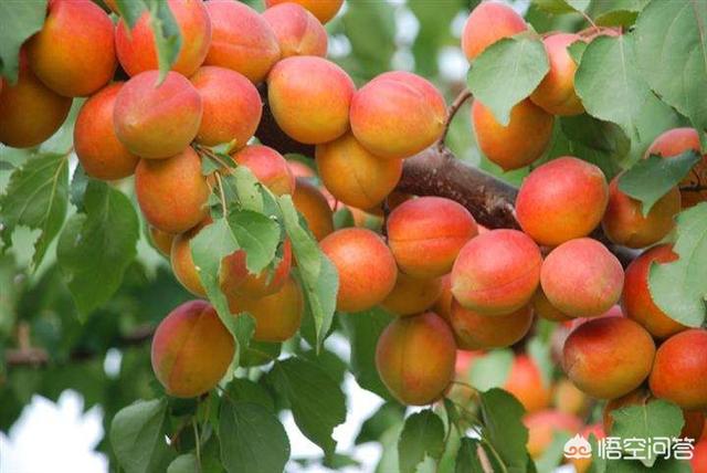 伊犁果园种植情况介绍图片,伊犁果园种植情况介绍图片大全