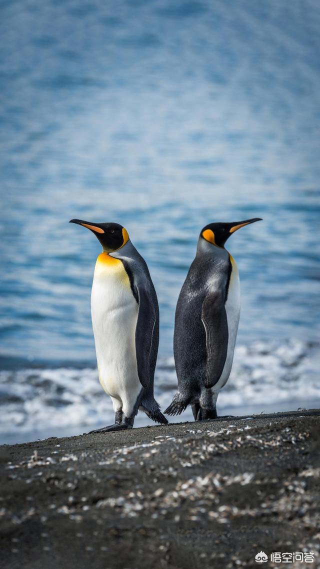 我想你了藏头诗_我想你了藏头诗现代