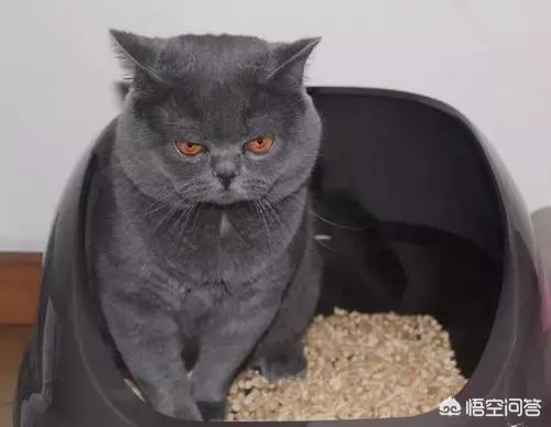 猫咪为什么在床上便便？有什么解决办法,第1张