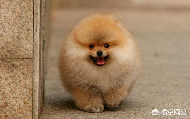 一岁多的博美应该要怎么养