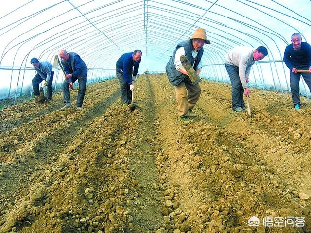 阳台种植西红柿硼肥多少,阳台种植西红柿硼肥多少合适