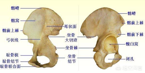 一个骨一个客是什么字(图2)