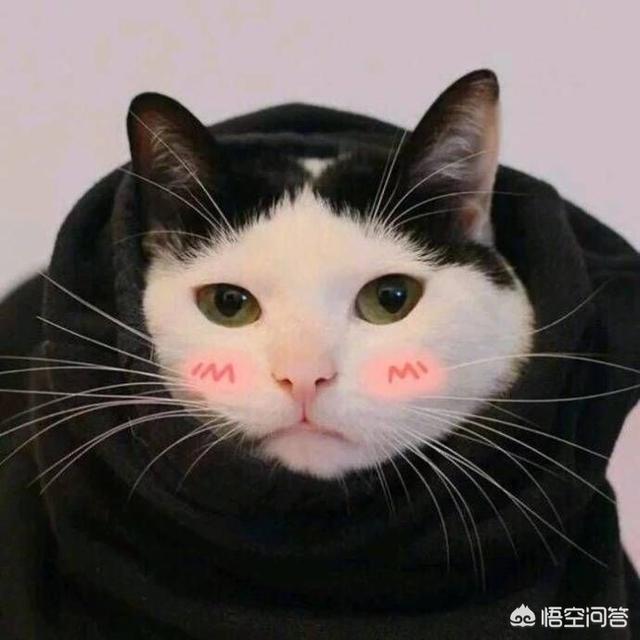 星座最完美搭配男生头像(图6)