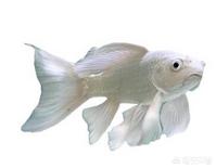 观赏鱼图片及名称(三道杠观赏鱼叫什么名字？)