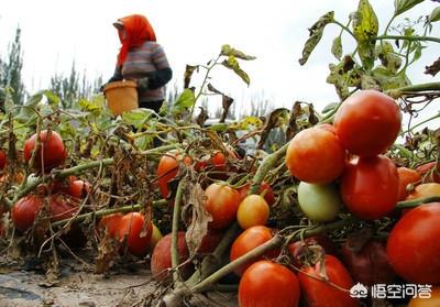 果园地可以种植柳树吗,果园地可以种植柳树吗视频