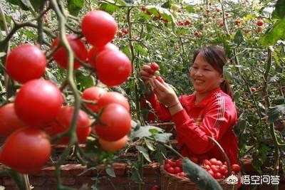 果园地面种植西红柿好吗,果园地面种植西红柿好吗视频