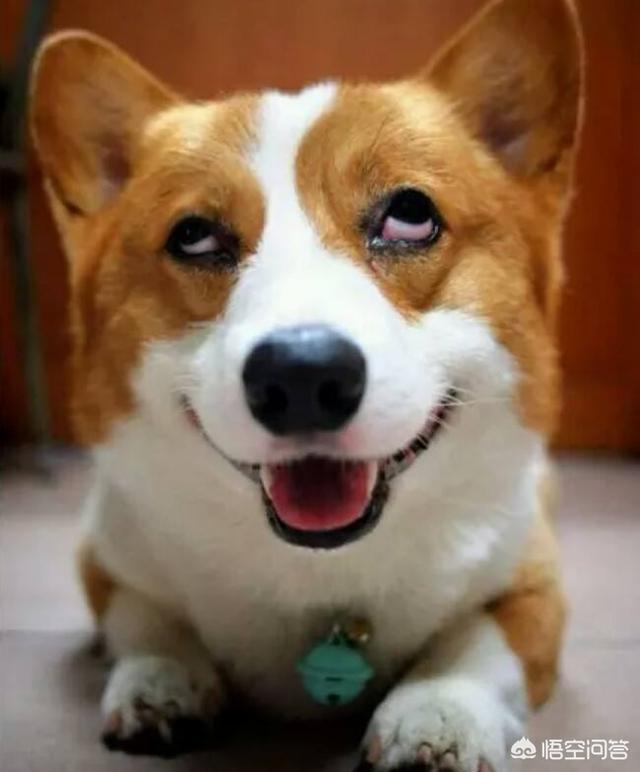 柯基犬立耳最晚什么时候