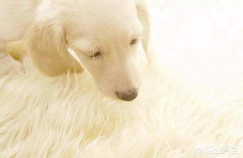 狗狗为什么爱抱人的大腿,第2张