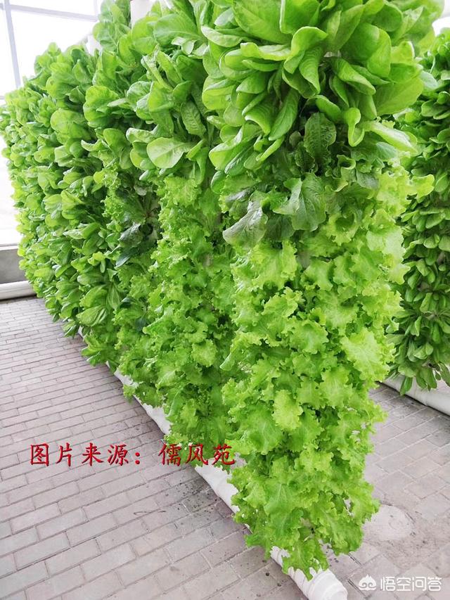 无土蔬菜种植公司，无土蔬菜种植公司名称