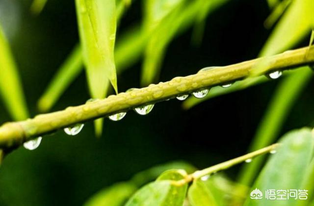 傲骨梅无仰面花?傲骨梅无仰面花虚心竹有低头叶的意思!