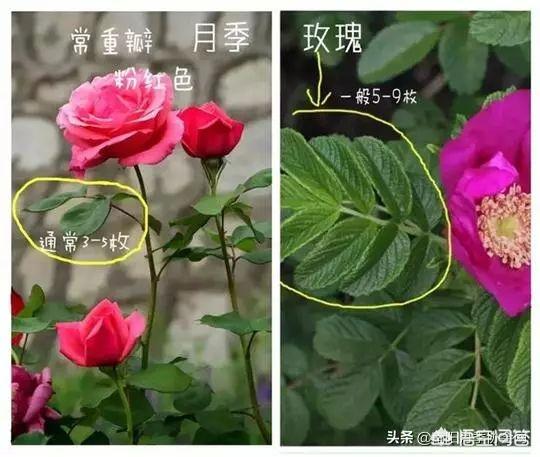 玫瑰和月季我和她你分得清吗出处?