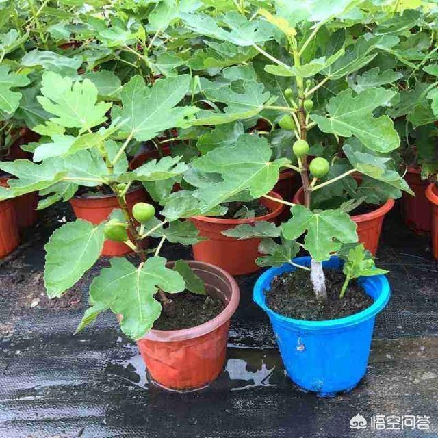 果园周边可以种植月季吗,果园周边可以种植月季吗视频