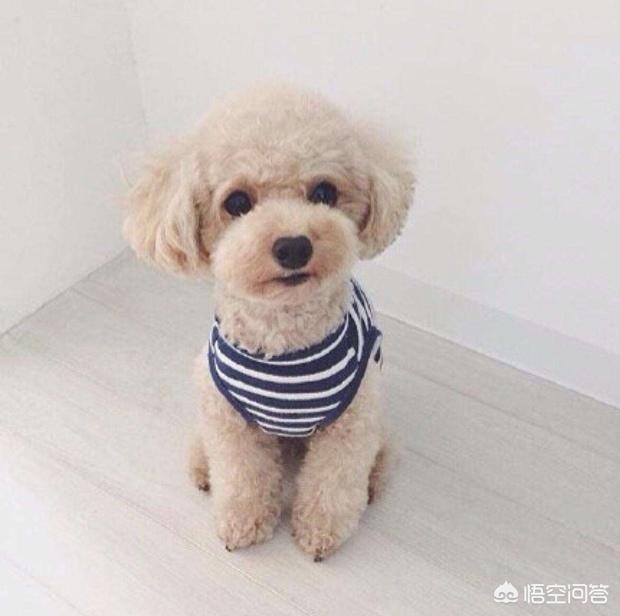 怎么训练狗狗,第4张