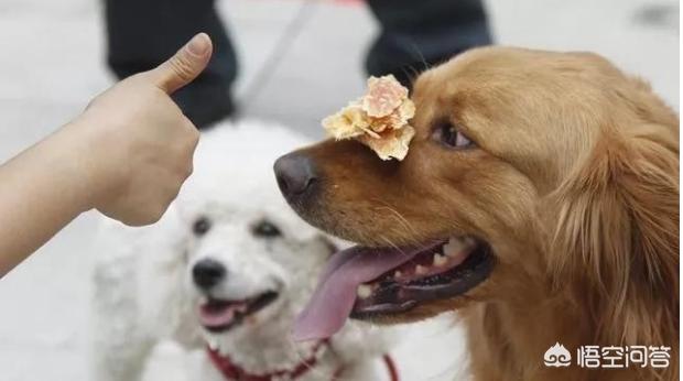 舔狗是什么意思呢舔狗是什么意思呢网络用语