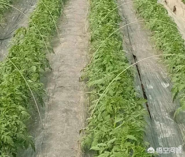 花卉浇水原则是什么 种植方式