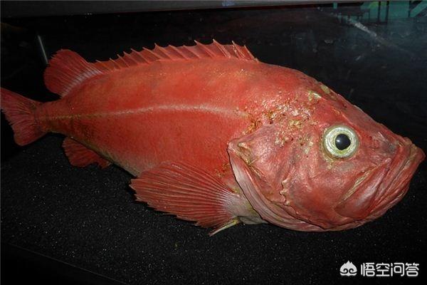 梦见大红鱼？