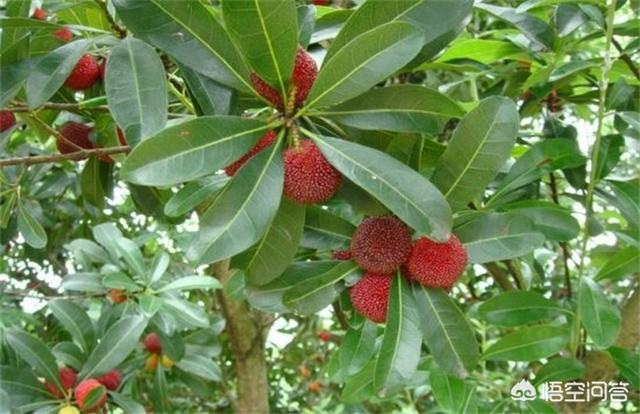 温州市瓯海区果汁店在哪里