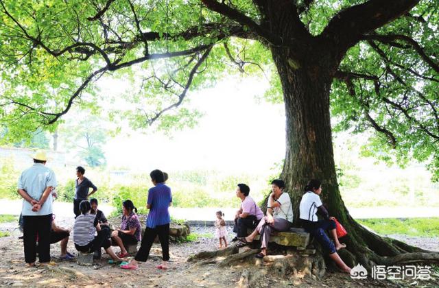 花卉苗圃地除草 树木有哪些