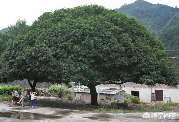 花卉苗圃地除草 树木有哪些