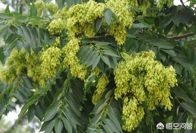 花卉苗圃地除草 树木有哪些