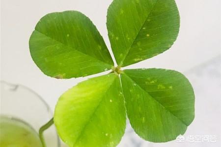 幸运草桂林市有卖吗在哪里