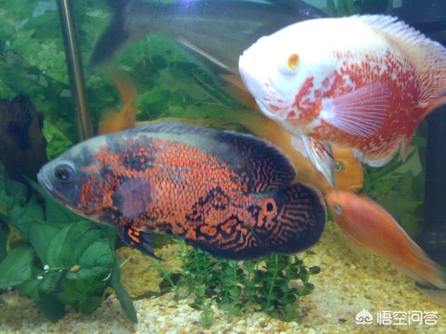 地图鱼颜色变浅
