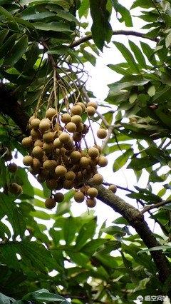 桂圆能在河南信阳种植吗？