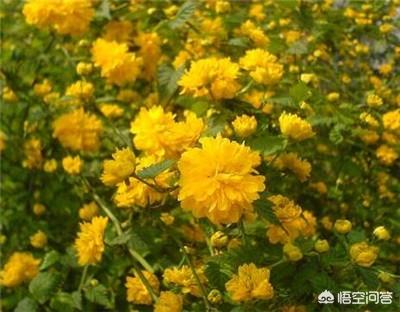 河南南阳农民种什么树