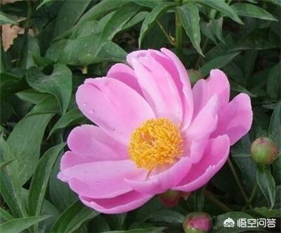河南南阳农民种什么树