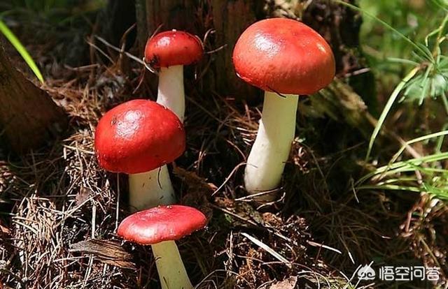 海外生活找菌子，