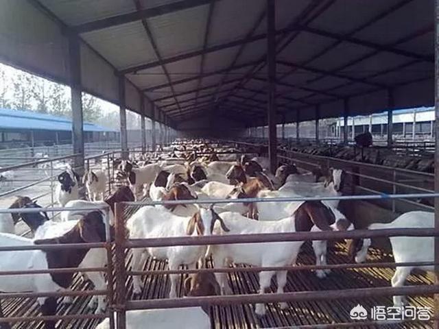 养殖场养羊厂房图片及视频大全 在农村田地里建养殖厂房大约5亩，是否符合国家土地法？建房子罚钱吗？我想在地里建厂房养羊？