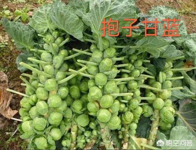 蔬菜花-蔬菜花束图片大全
