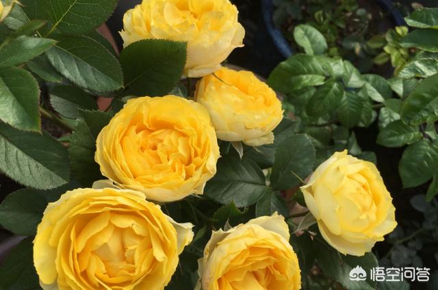 深圳适合种什么品种月季？