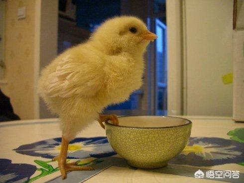 饲料鸡的喂养过程-饲料鸡的喂养过程视频