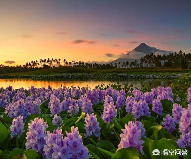 浮水花卉答案?浮水花卉名词解释!