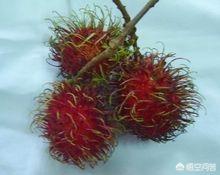 上面长了长毛的红色水果(图1)