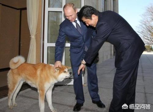 如何区分柴犬与秋田犬,第1张
