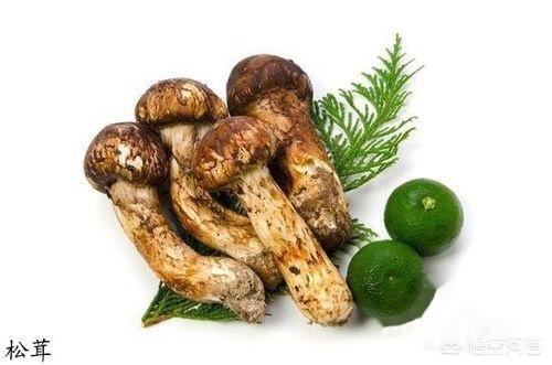 成都黑帽门9段视频（成都黑帽门9段视频链接）