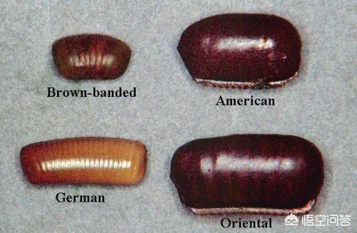 蟑螂卵长什么样（蟑螂卵长啥样？）