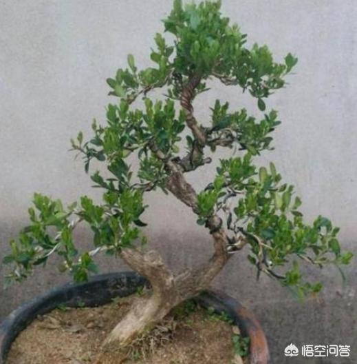 景观工程 小苗 种植方案