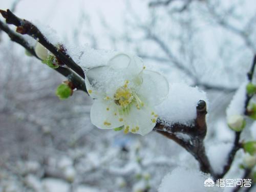 傲骨梅无仰面花?傲骨梅无仰面花虚心竹有低头叶的意思!