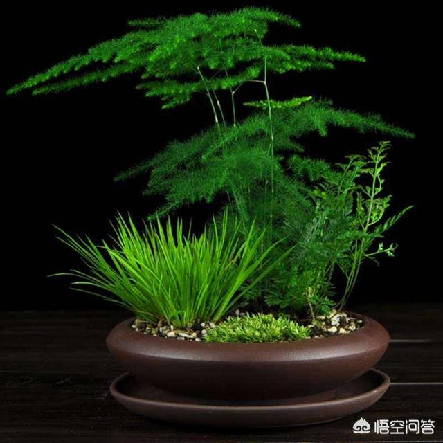 催眠我催眠我的绝美校花小说免费阅读
