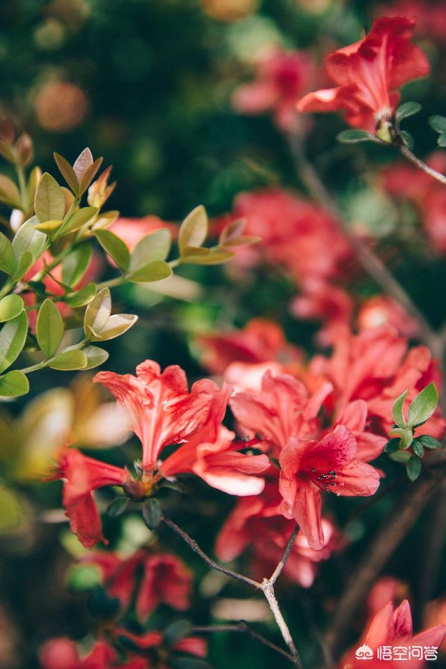 花卉摄影背景虚化?花卉摄影背景虚化怎么弄!