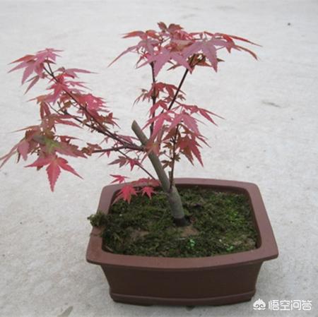 鸡爪槭图片 （特选鸡爪槭图片）